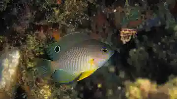 Ambon Damsel